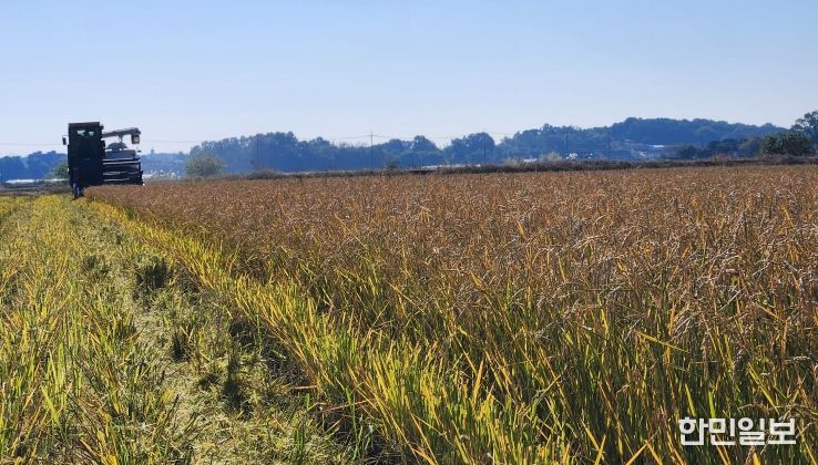 한번 모내기로 두번 수확 ‘움벼 재배’ 성공
