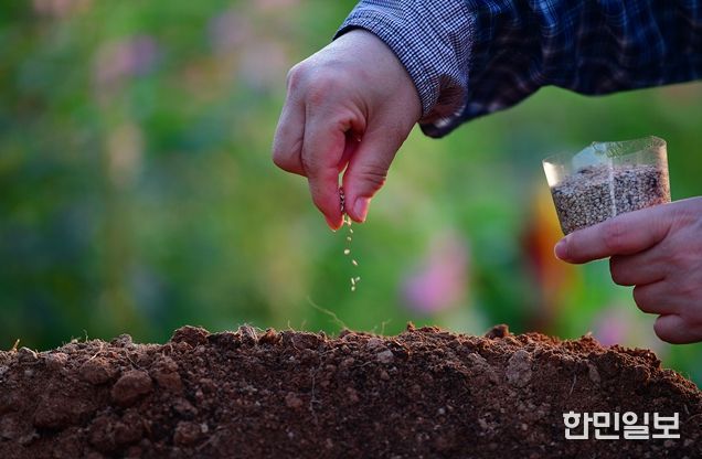 제1회 국립종자원 종자사진 공모전 수상작(대상(농식품부장관상) 수상자 : 강미자 작품명 : 참깨씨 뿌리기)