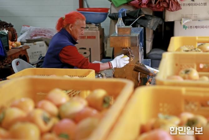 괴산군의 한 농가에서 곶감을 만들기 위해 작업하고 있다