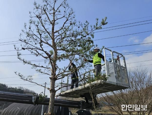 괴산군, ‘동절기 가로수 가지치기’실시… 도심 가로환경 개선