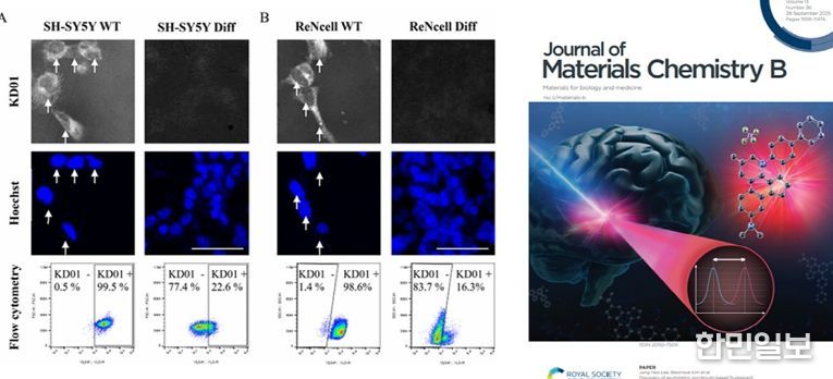 한국뇌硏·덕성여대와 신경줄기세포 탐지 형광 프로브 개발
