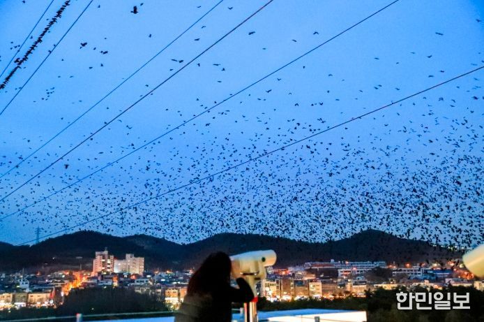 2만여 떼까마귀 장관에 철새홍보관 야외 전망대·포토존에 관람객 발길