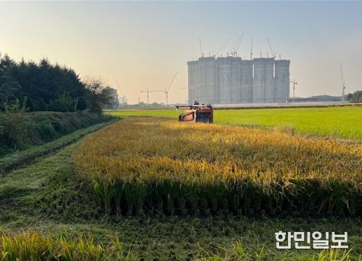 연희공원 논습지 벼(2024년 사진, 수확과정)