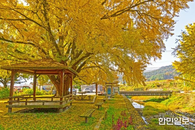 하곡리 은행나무