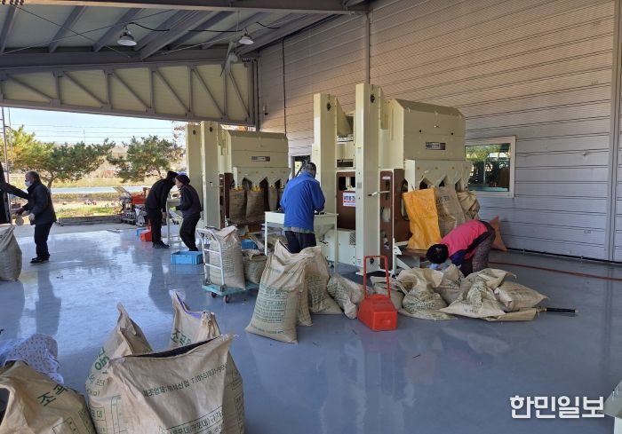 영천시 농기계임대사업소 서부본소에서 콩 정선기를 이용하고 있는 농업인들