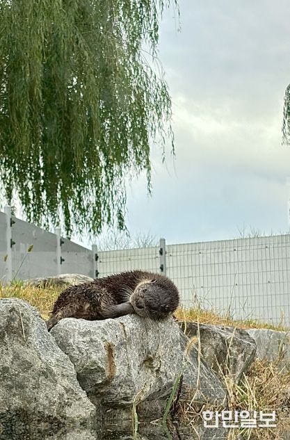 섬진강수달생태공원, 천연기념물 수달 2개체 입식 완료
