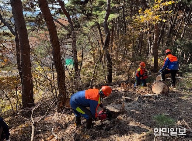 ‘소나무재선충병 확산 막아라’ 춘천시 방제 총력전