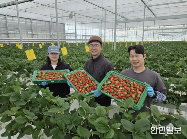 경북도 내 첫 수출 스타트, 상주 딸기 베리굿!