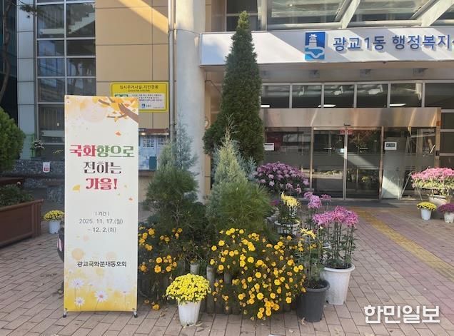 국화향으로 전하는 가을, 수원시 영통구 광교1동에서 국화분재 전시 열려