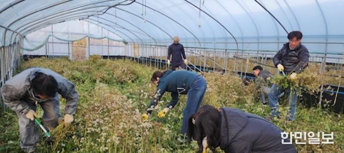 고성군 농촌정책과, 가을철 농번기 농촌일손돕기 실시