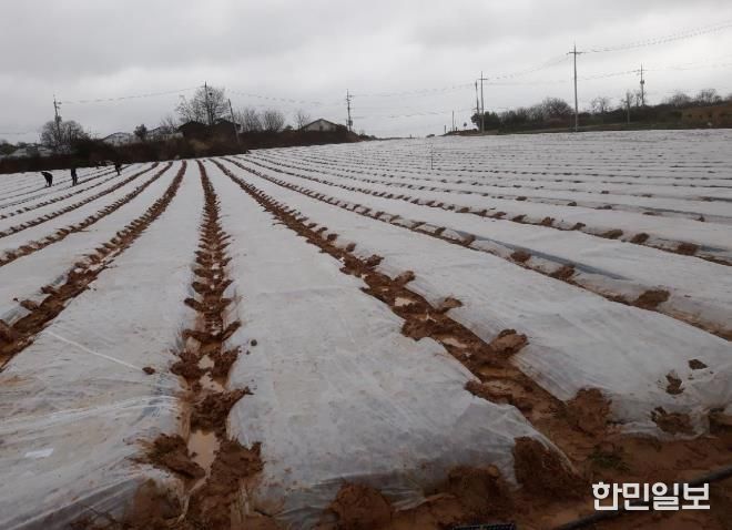 부직포 배부 사진