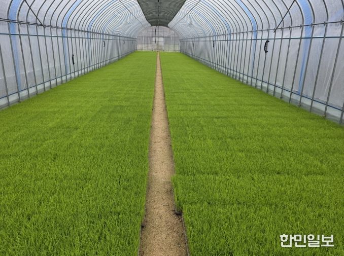 벼 농사의 첫걸음, 내년도 벼 보급종 신청하세요