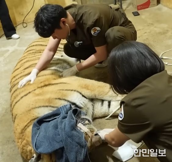 우치동물원 호랑이 구조