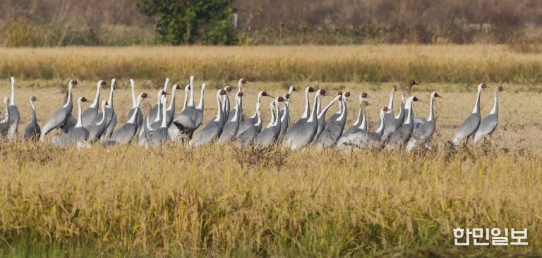 주남저수지를 방문한 재두루미