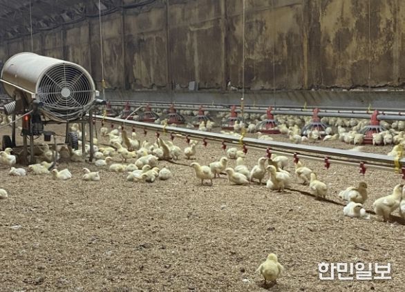 병아리 보온을 위한 열풍기 운영