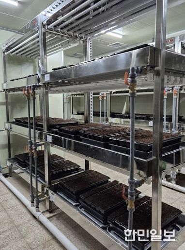 ,‘바이러스에 강한 씨마늘’생산