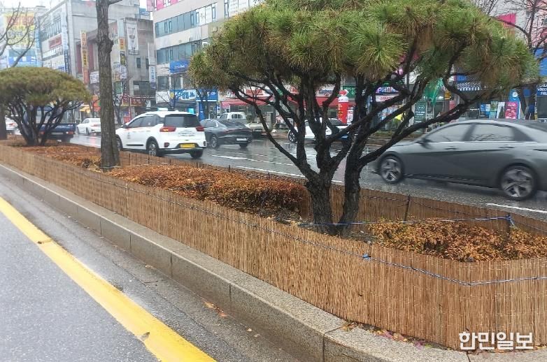 원주시, 도로변 띠녹지 방풍벽 설치...수목 동해 예방