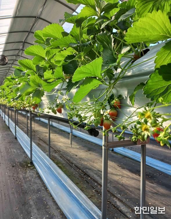 원주 치악산딸기, 달콤한 겨울 출하 시작