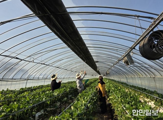 화순군 겨울철 명품과일 딸기 본격 출하