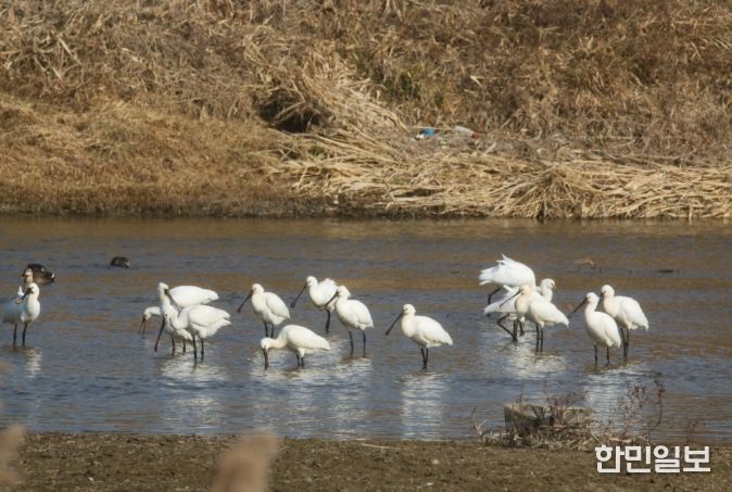 논산 연산천에서 노랑부리저어새 월동중