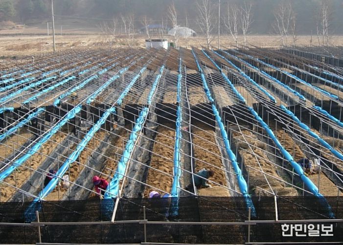 눈이 쌓이지 않도록 차광망을 말아놓은 인삼밭