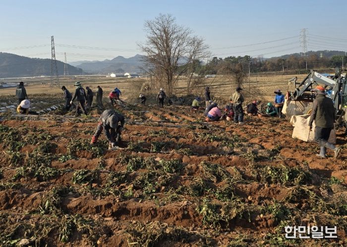 홍농청보리영농조합