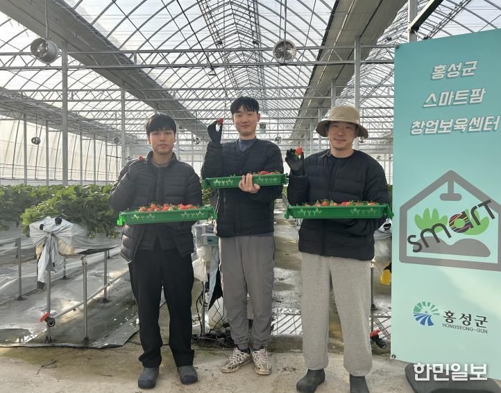홍성군, 청년농 딸기 첫 출하!