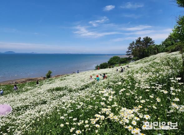 부안군, 2025년 2분기 생활인구 전북특별자치도 1위-변산마실길 샤스타데이지