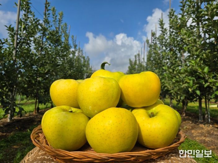 군위군, 농림축산식품부 스마트과수원특화단지조성 공모사업 최종 선정