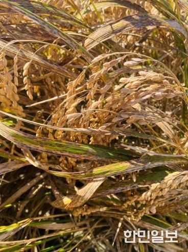 벼 깨씨무늬병 피해 사진
