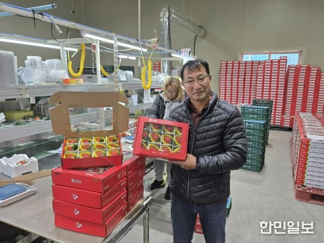 루비보다 값진 바알간 결실, 수출용 상주 딸기의 새로운 가능성