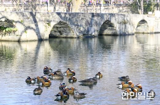 남원시 광한루원에 원앙 백여마리 둥지 틀어 볼거리 제공