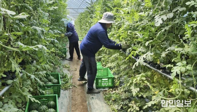 중소형수박 단지 사진