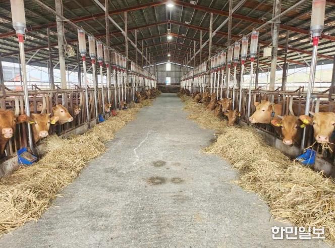 정읍시, 2026년 한우산업 1번지 굳힌다… 19억 투입해 11개 사업 본격화