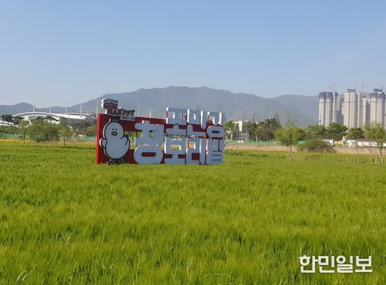 김해시 조만강 허수아비 청보리축제