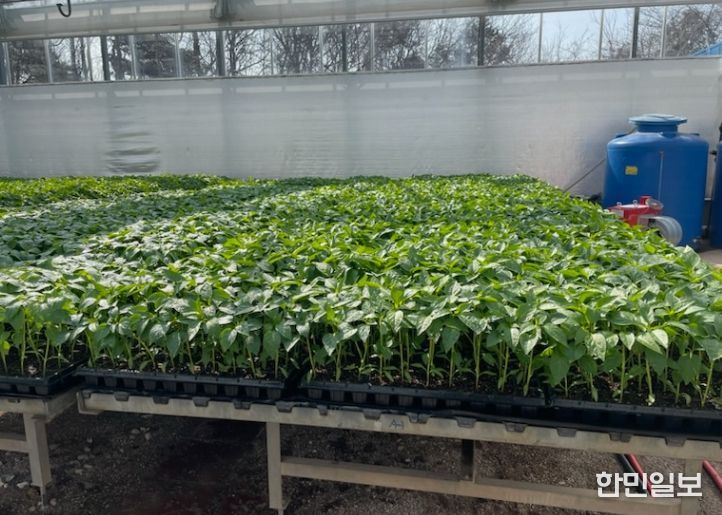 2026년도 고추 육묘 신청 접수