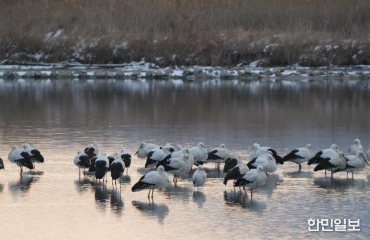 고창 해리천 황새-클로즈업.