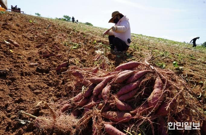 고구마 수확