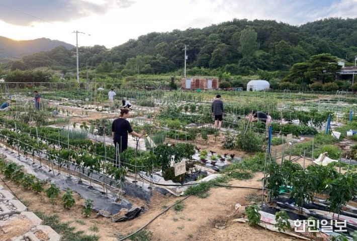 농촌이음텃밭 참여자들이 작물을 재배하고있는 모습