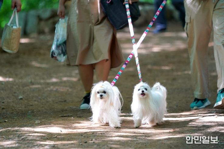 서대문구가 ‘내장형 동물등록비용 지원사업’을 실시한다. 사진은 서대문구 안산(鞍山) 반려견 산책로를 이용하는 시민들