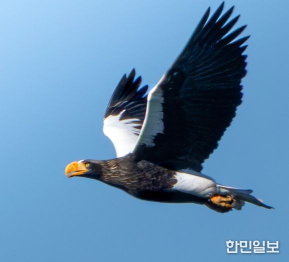 회야댐서 먹황새·검독수리 등 천연기념물