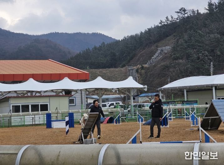 진도개 독 스포츠 운영