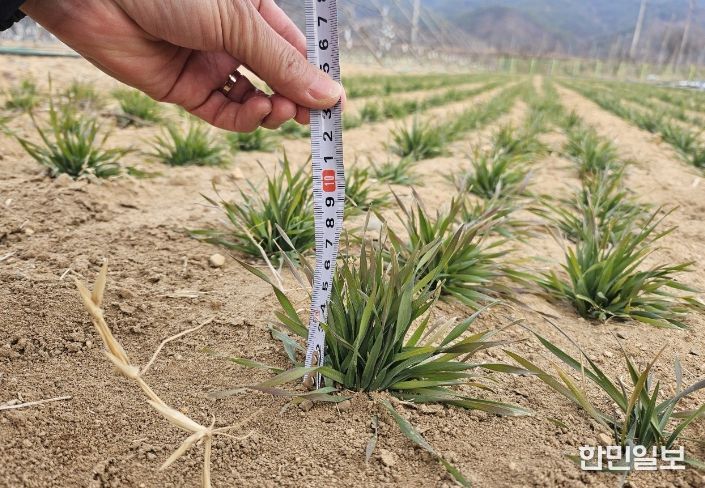 트리티케일 실증시험