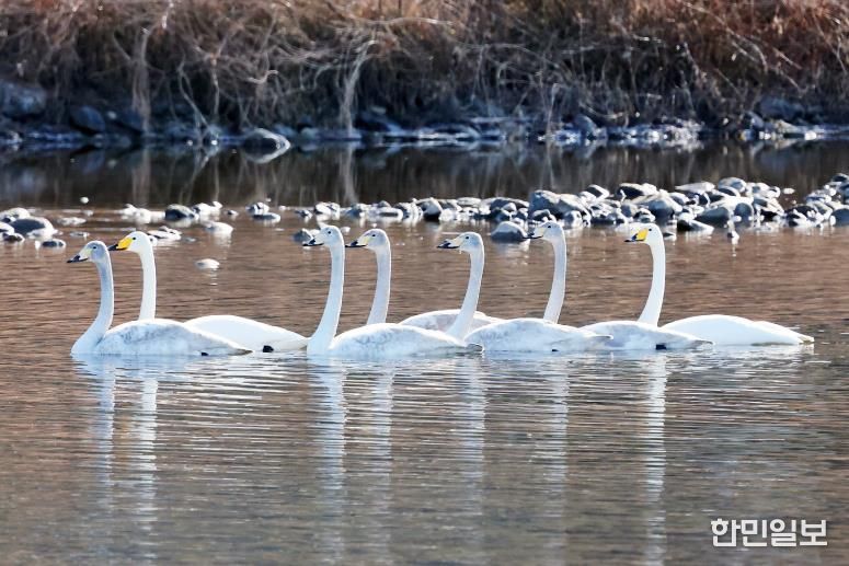 겨울을 맞은 괴산 달천강에서 고니들이 떼를 지어 유유히 물 위를 헤엄치며 평온한 풍경을 연출하고 있다