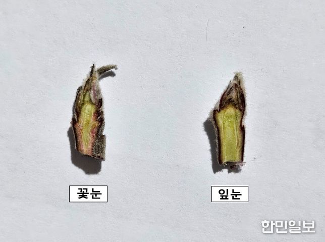 사과 가지치기 전 꽃눈분화율 꼭 확인하세요!