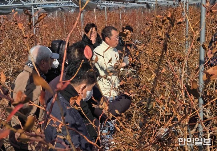 영광군, 블루베리 전지·전정 현장교육 실시