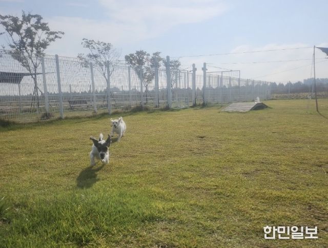부안군, 2026년 반려동물 놀이터 조기 개장