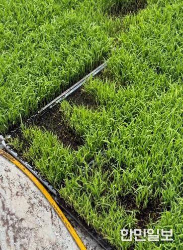 고성군, 자가채종 벼 발아검사 지원