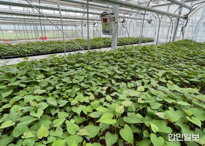 완주군, 고구마 조직배양 무병묘 분양 접수