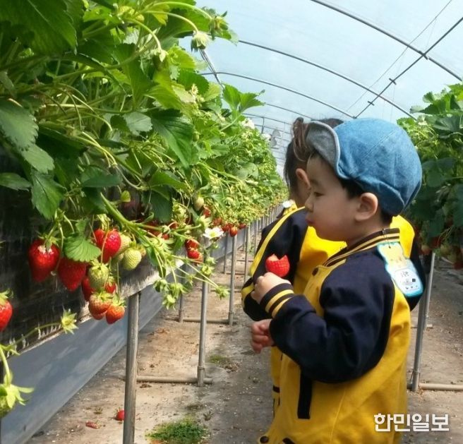 논산시, 딸기수확체험